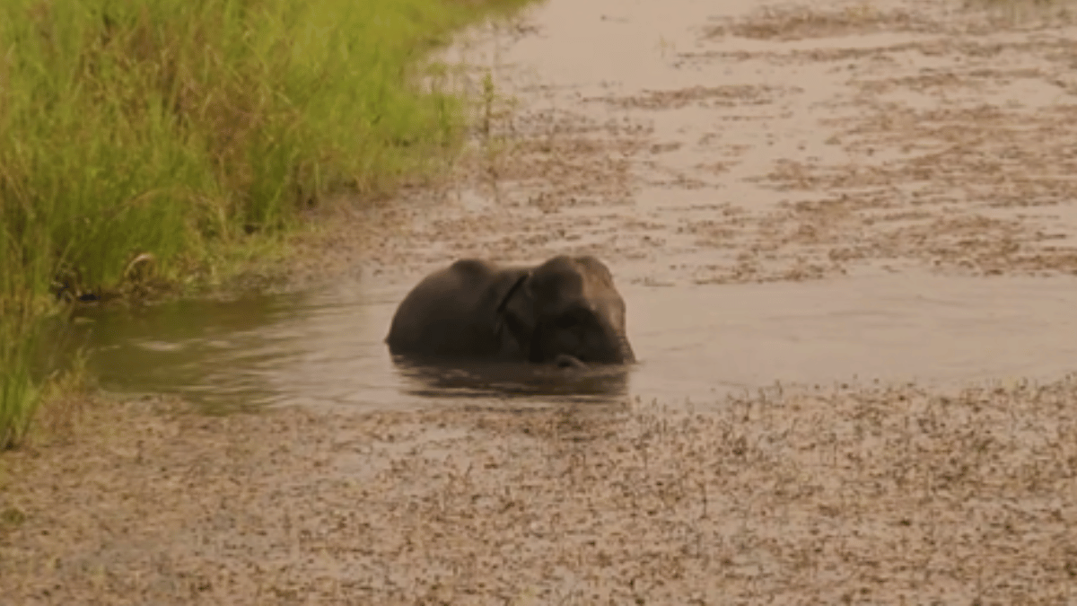 viral-video-baby-elephant-wins-internet-with-its-adorable-bath-time-in-river-watch